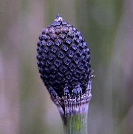   Equisetum hyemale  cone; photo copy; C.S. Lewallen 