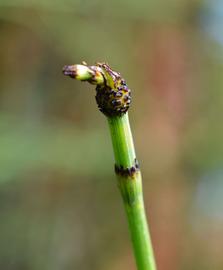   Equisetum hyemale  cone; photo: S.L. Winterton 