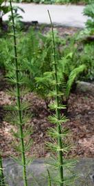   Equisetum  sp.; photo: S.L. Winterton 