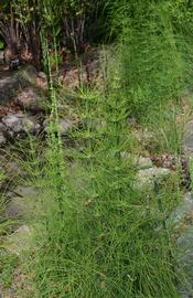   Equisetum  sp.; photo: S.L. Winterton 