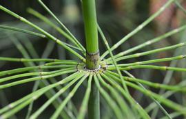   Equisetum  sp. stem detail; photo: S.L. Winterton 