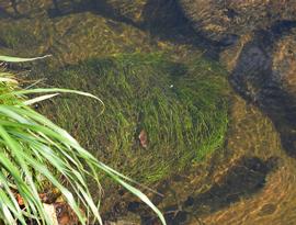   Eriocaulon  sp., submersed; photo: S.L. Winterton 