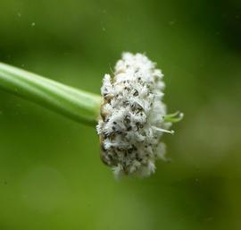   Eriocaulon compressum  flower head; photo: S.L. Winterton 