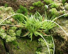   Eriocaulon compressum , emersed; photo: S.L. Winterton 