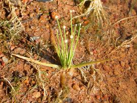   Eriocaulon  sp., emersed; photo: S.L. Winterton 