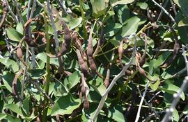   Erythrina crista-galli  fruit; photo: S.L. Winterton 