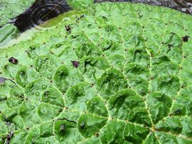   Euryale ferox  floating leaf, closeup; photo: S.L. Winterton 