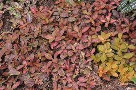   Fittonia albivenis ; photo: S.L. Winterton 