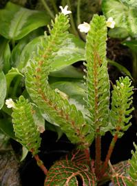   Fittonia albivenis  inflorescence; photo: S.L. Winterton 