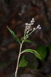   Floscopa scandens  inflorescence; photo copy; Anurag N. Sharma 