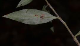   Floscopa scandens  leaf; photo copy; Anurag N. Sharma 