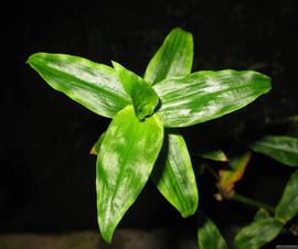   Floscopa scandens  leaves; photo copy; Heiko Muth 