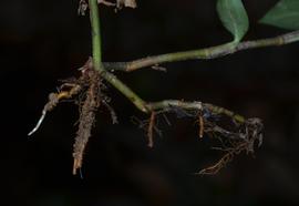  Floscopa scandens  roots; photo copy; Anurag N. Sharma