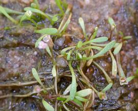   Glossostigma diandrum , emersed; photo: S.L. Winterton 