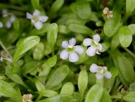   Glossostigma elatinoides  flowers; photo: S.L. Winterton 