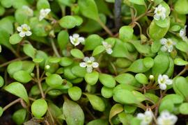   Glossostigma elatinoides  flowers; photo: S.L. Winterton 