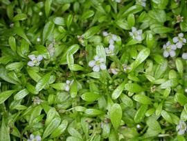   Glossostigma elatinoides, emersed ; photo: S.L. Winterton 