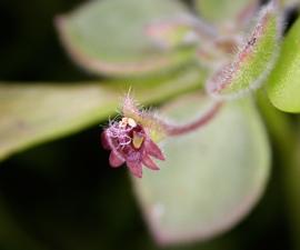   Goodenia purpurascens  flower; photo: S.L. Winterton 