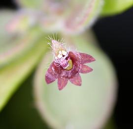   Goodenia purpurascens  flower; photo: S.L. Winterton 