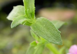   Gratiola pubescens  leaf; photo: S.L. Winterton 