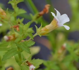   Gratiola viscidula  flower; photo: S.L. Winterton 