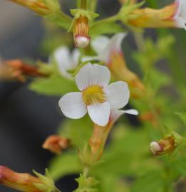   Gratiola viscidula  flower; photo: S.L. Winterton 