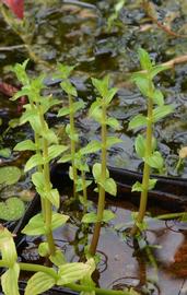   Gratiola viscidula , emersed; photo: S.L. Winterton 