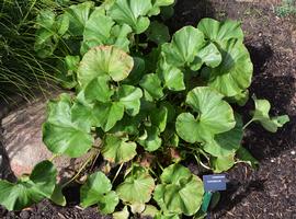   Gunnera perpensa ; photo: S.L. Winterton 