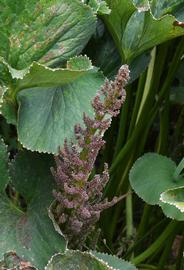   Gunnera perpensa  inflorescence; photo: S.L. Winterton 