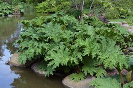   Gunnera tinctoria , emersed; photo: S.L. Winterton 