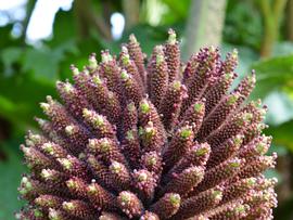   Gunnera tinctoria  inflorescence; photo: S.L. Winterton 