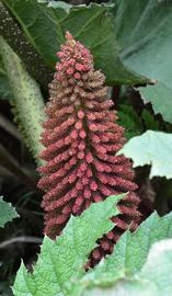   Gunnera tinctoria  inflorescence; photo: S.L. Winterton 