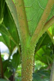   Gunnera tinctoria  petiole; photo: S.L. Winterton 