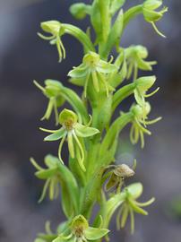   Habenaria repens  flowers; photo: S.L. Winterton 