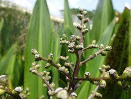   Hanguana malayana  flowers; photo copy; www.NatureLoveYou.sg 