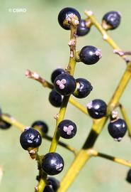  Hanguana malayana  fruit; photo copy; Centre for Australian National Biodiversity Research