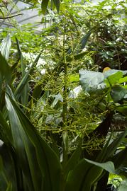   Hanguana malayana  inflorescence; photo copy; M. Fagg, Australian National Botanic Gardens 