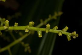   Hanguana malayana  naked flowers; photo copy; M. Fagg, Australian National Botanic Gardens 