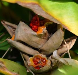   Hedychium coronarium  fruit; photo: S.L. Winterton 