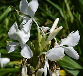   Hedychium coronarium  inflorescence; photo: S.L. Winterton 