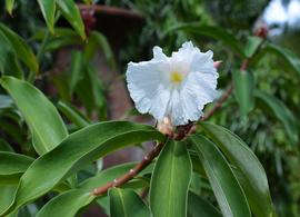   Hellenia speciosa  flower; photo: S.L. Winterton 