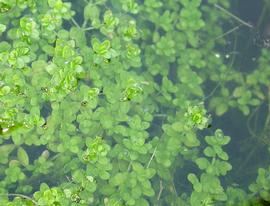   Hemianthus callitrichoides , submersed and emersed; photo: S.L. Winterton 