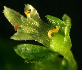   Hemianthus glomeratus  flower; photo: S.L. Winterton 