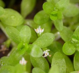   Hemianthus glomeratus  flowers; photo: S.L. Winterton 