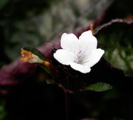   Hemigraphis colorata  #39;Exotica#39; flower; photo: S.L. Winterton 