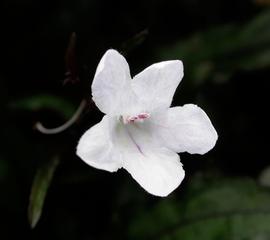   Hemigraphis repanda  flower; photo: S.L. Winterton 