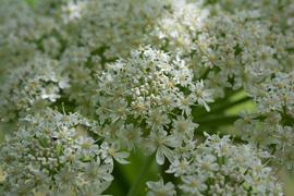   Heracleum maximum  flowers; photo: S.L. Winterton 