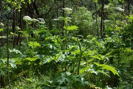   Heracleum maximum ; photo: S.L. Winterton 