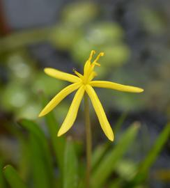   Heteranthera dubia  flower; photo: S.L. Winterton 