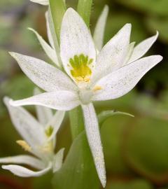   Heteranthera reniformis  flower; photo: S.L. Winterton 